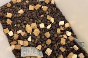 流浪猫的主食选择（从猫粮的种类到喂养技巧，让流浪猫吃得健康快乐）