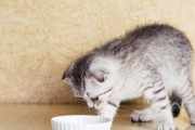 猫粮（以猫为主题的营养均衡猫粮为什么成为猫咪的首选？）