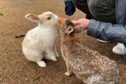 地兔的饲养方法详解（养殖技巧、饲料搭配、疾病防治，让你养出好品质的地兔）