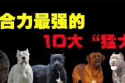 藏獒能打败狼的原因（探究藏獒在与狼战斗中的优势和特征）