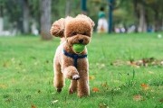 泰迪狗为什么会变得如此大只？（探究泰迪狗巨型化的原因及影响）