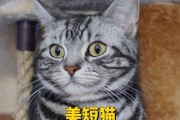 美短猫的多彩世界（探索以美短为主题的丰富毛色与个性特点）
