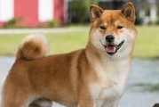 如何合理养护日本柴犬？（从日常护理到健康饮食，打造健康快乐的宠物生活）