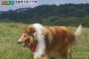 如何选购健康可爱的苏牧犬（教你从外观、体态、品种等方面选购最适合自己的小伙伴）