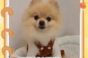 宠物狗被卖了怎么办？—狗狗离开家的心情（处理宠物狗卖掉后的情感困扰，为重新适应提供帮助）