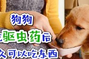 狗狗吃完驱虫药没拉虫子，是正常现象吗？（科学解释狗狗没拉虫子的原因）