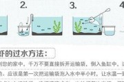 中华龟的饲养方法（以宠物为主，让中华龟健康成长）