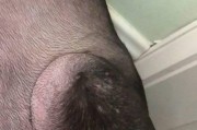 以星期狗发病的主要症状及防治措施（揭秘星期狗的发病原因与治疗方法）