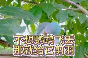 鹦鹉饿死前的症状与预防（揭秘鹦鹉饥饿带来的可怕症状，如何避免这一悲剧重演）
