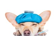 幼犬感冒了怎么办？——幼犬感冒应注意的事项（如何保护幼犬的健康和快速康复）