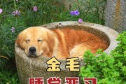 金毛幼犬为什么总是睡觉？（探索金毛幼犬睡觉习惯的原因及其影响）