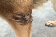 牧羊犬常见疾病及预防方法（了解牧羊犬的健康问题，助你打造健康的宠物生活）
